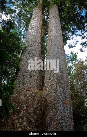 L'arbre Kauri jumeaux siamois, Agathis australis, un conifère des Araucariaceae dans le genre Agathis, péninsule de Coromandel, en Nouvelle-Zélande. Maintenant threa Banque D'Images