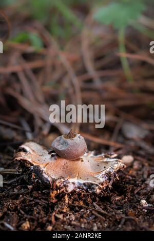 Astraeus hygrometricus, type de champignon sur le sol d'une forêt de pins. Banque D'Images