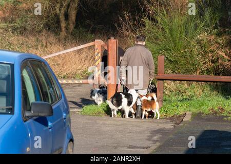 Professional Dog Walkers avec beaucoup de chiens sur des pistes en passant par une porte à partir d'un ensemble immobilier dans la campagne, UK Banque D'Images