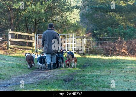 Professional Dog Walkers avec beaucoup de chiens avec des câbles, UK Banque D'Images