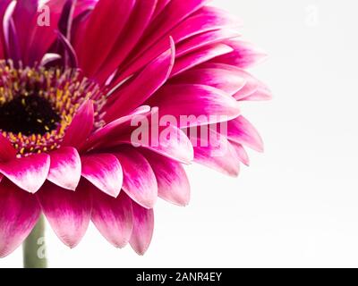 Belle fleur marguerite gerbera rose isolé sur fond blanc Banque D'Images