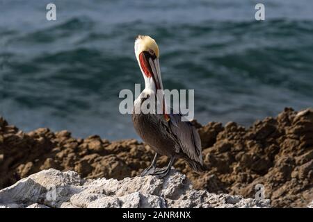 Californie Pélican brun (Pelecanus occidentalis), debout sur la roche près de Malibu, Californie. En regardant la caméra. Océan Pacifique en arrière-plan. Banque D'Images