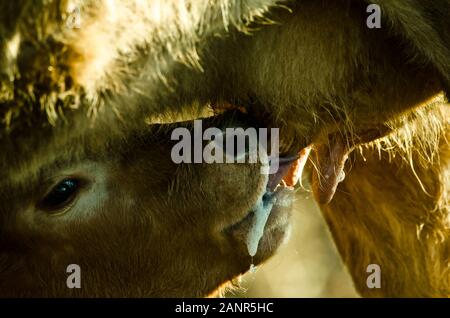 Un veau boit du lait au pis des mères Banque D'Images