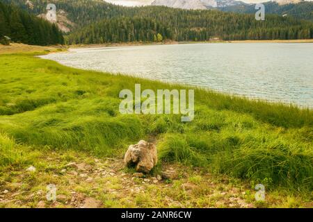 Différentes vues de l'ère glaciaire du lac Noir (Crno jezero), forêt et montagnes autour dans le parc national Durmitor au Monténégro, Europe Banque D'Images