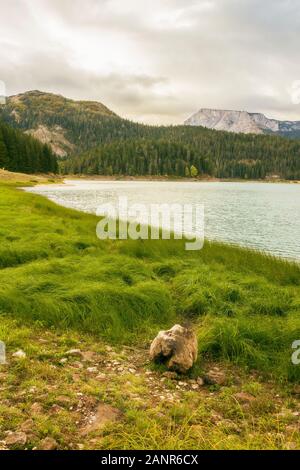 Différentes vues de l'ère glaciaire du lac Noir (Crno jezero), forêt et montagnes autour dans le parc national Durmitor au Monténégro, Europe Banque D'Images