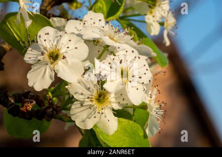 Fleur De Myrte En Forme De Raisin Blanc Gros Plan. Banque D'Images