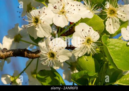 Fleur De Myrte En Forme De Raisin Blanc Gros Plan. Banque D'Images