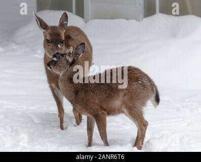 Debout dans la neige, une biche tend son faon, toilettage l'épaisse fourrure sur son siège (partie d'une serre visible derrière banc en arrière-plan). Banque D'Images