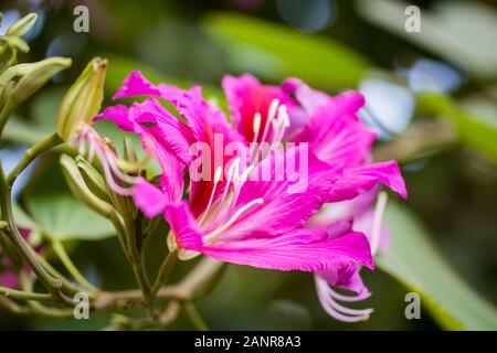 Fleurs rouge violacé de Bauhinia blakeana, communément appelé le Hong Kong orchid tree, un arbre de légumineuses du genre Bauhinia, avec de grandes feuilles épaisses et Banque D'Images