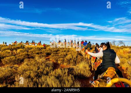 Un chameau coucher du soleil à la visite de l'outback australien. Uluru, dans le Territoire du Nord, Australie Banque D'Images