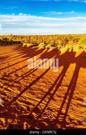 La visite au coucher du soleil à dos de chameau près d'Uluru crée des ombres spectaculaires sur la terre rouge. Yulara, Territoire Du Nord, Australie Banque D'Images