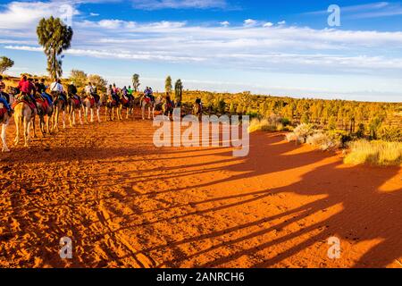 Les touristes qui voyagent des chameaux dans le cadre d'une excursion au coucher du soleil à dos de chameau à Uluru dans l'arrière-pays de l'Australie. Uluru, Territoire Du Nord, Australie Banque D'Images