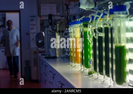 13 janvier 2020, la Saxe-Anhalt, Köthen : colonnes à bulles sont situés dans le laboratoire de culture des algues à l'Université des Sciences Appliquées d'Anhalt. Les scientifiques du Département de biosciences appliquées et génie des procédés de l'utiliser pour cultiver et propager les cultures d'algues différents. Photo : Klaus-Dietmar Gabbert/dpa-Zentralbild/dpa Banque D'Images