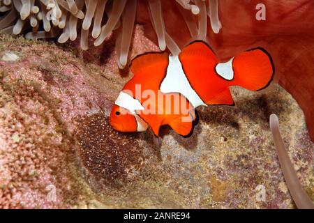 Poissons clowns, Amphiprion percula, les poissons mâles en aérant les oeufs pondus effacée sous le substrat d'une vue magnifique sur la mer de l'hôte, l'anémone Heteractis magnifica Banque D'Images