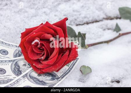 La rose rouge et gelée se trouve sur les billets de banque dans la neige en hiver dans le parc Banque D'Images