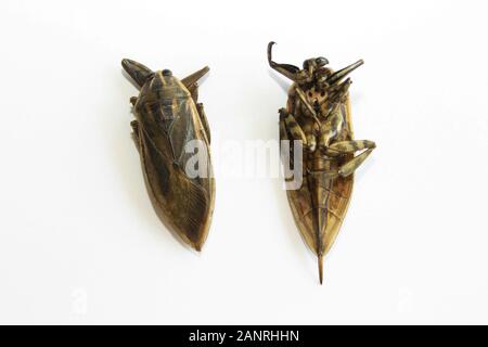 Lethocerus indicus sur fond blanc,bug d'eau géantes en Thaïlande.Lethocerus indicus isolé sur fond blanc. Banque D'Images