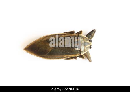 Lethocerus indicus sur fond blanc,bug d'eau géantes en Thaïlande.Lethocerus indicus isolé sur fond blanc. Banque D'Images