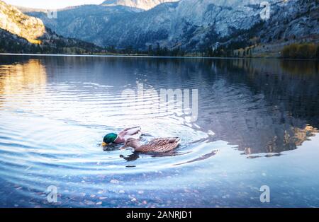 Canard colvert incroyable sur les montagnes lac Banque D'Images