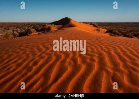 Les célèbres dunes rouges du désert de Simpson. Banque D'Images