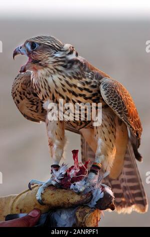 Pèlerin dans le désert autour de Al Wakrah (Qatar). Banque D'Images