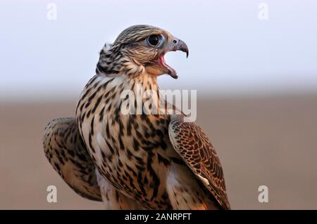 Pèlerin dans le désert autour de Al Wakrah (Qatar). Banque D'Images