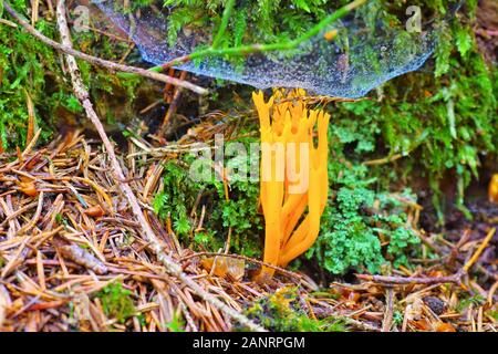 CALOCERA FURCATA, un genre de champignons dans la forêt d'automne en ordre Dacrymycetes Banque D'Images