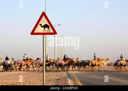 Les chameaux traversent la route à Al Shahaniyah, au Qatar. Banque D'Images