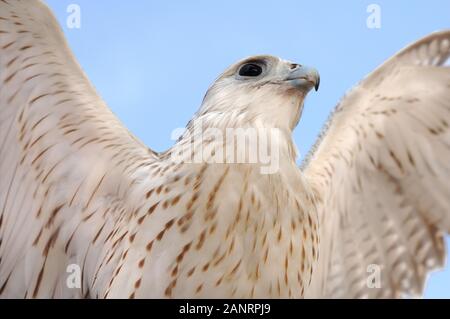 Faucon blanc dans le désert autour de Al Wakrah (Qatar). Banque D'Images