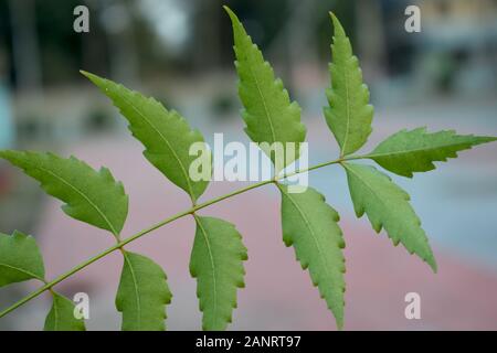 une image de gros plan d'une seule feuille de neem avec un arrière-plan flou Banque D'Images