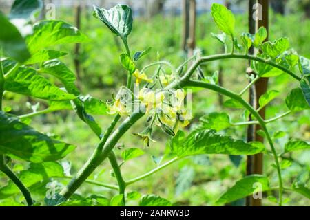 Fond naturel tomate Banque D'Images