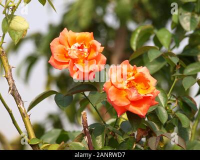 deux belles roses orange avec des feuilles en arrière-plan Banque D'Images