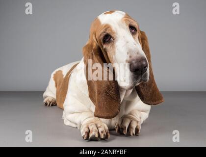 Basset Hound Dog reposant, photographié au Royaume-Uni. Banque D'Images