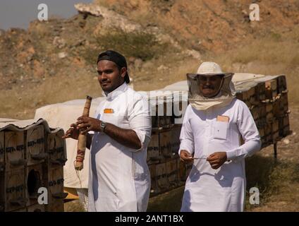 Les apiculteurs Arabie travaillant dans les ruches, la province de Jizan, en Arabie Saoudite, Addarb Banque D'Images