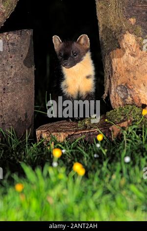 La martre (Martes martes) à entre certains journaux dans un jardin rural après le coucher du soleil, en Écosse, au Royaume-Uni. Banque D'Images