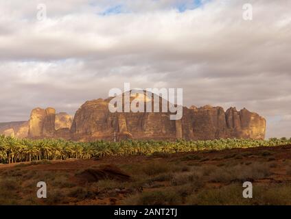 Palmiers dans l'oasis de Jebel Dedan, Al Madinah Province, alula, l'Arabie Saoudite Banque D'Images