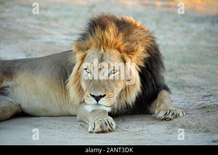 Grand mâle African lion (Panthera leo) reposant dans early morning light, désert du Kalahari, Afrique du Sud Banque D'Images