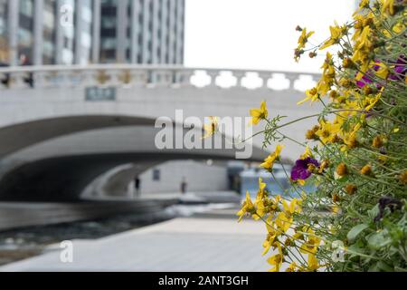 Fleur avec arrière-plan flou de Cheonggyecheon Stream, un espace public moderne à Séoul, Corée du Sud Banque D'Images