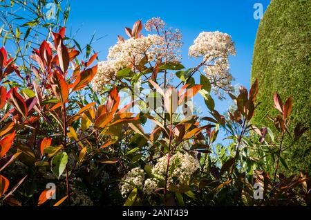 Photinia x fraseri Red Robin montrant rouge lumineux de nouvelles feuilles et grappes de petites fleurs blanc crème au début de lumière du matin à la fin du printemps au Royaume-Uni Banque D'Images