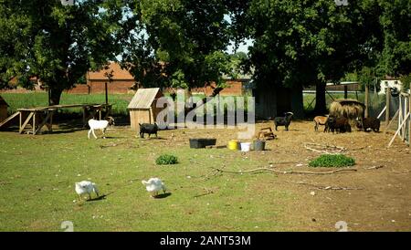 Chèvre domestique de la race boer l'Afrique, l'agriculture bio organic pygmée ferme écologique. Les chèvres sont maintenir paysage par le pâturage, l'alimentation Banque D'Images