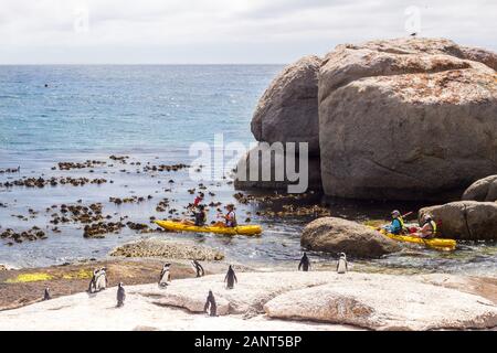 SIMONSTOWN, AFRIQUE DU SUD - 02 janvier 2020 : un groupe de touristes sur les kayaks affichage des pingouins près de la plage de Boulders, Simon's Town, Afrique du Sud Banque D'Images