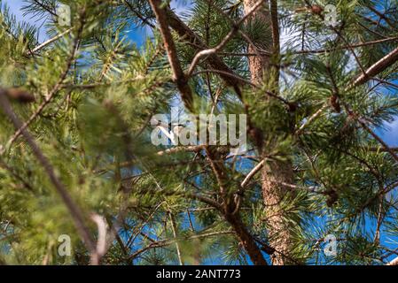 Un oiseau de nuit commun dans un sapin vert Banque D'Images