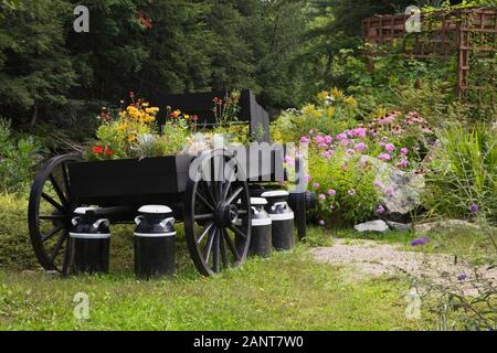 Wagon en bois noir planté avec du jaune - Tickseed Coreopsis, Gaillardia rouge - fleurs et Rudbeckia hirta 'Goldilocks' - Coneflowers. Banque D'Images