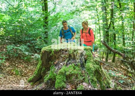 Randonnée en forêt près de shaddy parc naturel Altmühltal à Denkendorf Banque D'Images