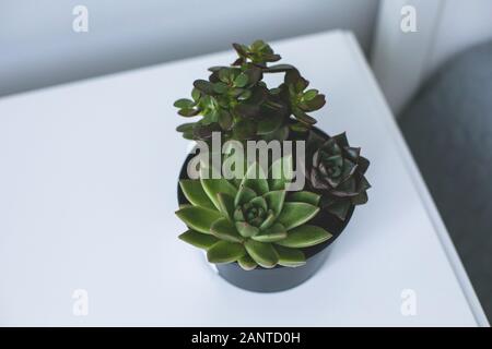 De minuscules plantes succulentes en pot sur la table de chevet dans la chambre à coucher dans un style scandinave accueil Banque D'Images