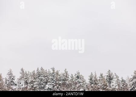 Beau fond d'hiver avec des arbres couverts de neige blanc et Ciel pour copy space Banque D'Images