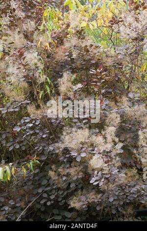 Cotinus 'Grace' dummeri - arbre de fumée dans le jardin en automne. Banque D'Images