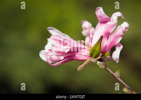 Gros plan d'une fleur de magnolia loebneri rose et blanc au printemps Banque D'Images