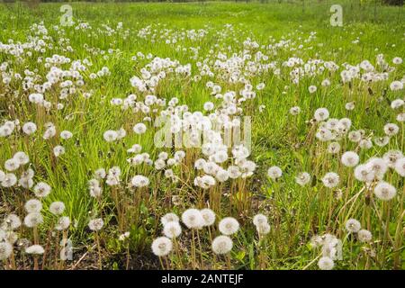 Champ de Taraxacum - têtes de graines de fleurs de Dandelion au printemps Banque D'Images