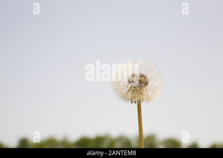 Gros plan d'une tête de graine de fleur de Taraxacum - Dandelion au printemps Banque D'Images