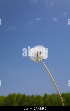 Gros plan de Taraxacum - tête de graine de fleur de Dandelion au printemps Banque D'Images